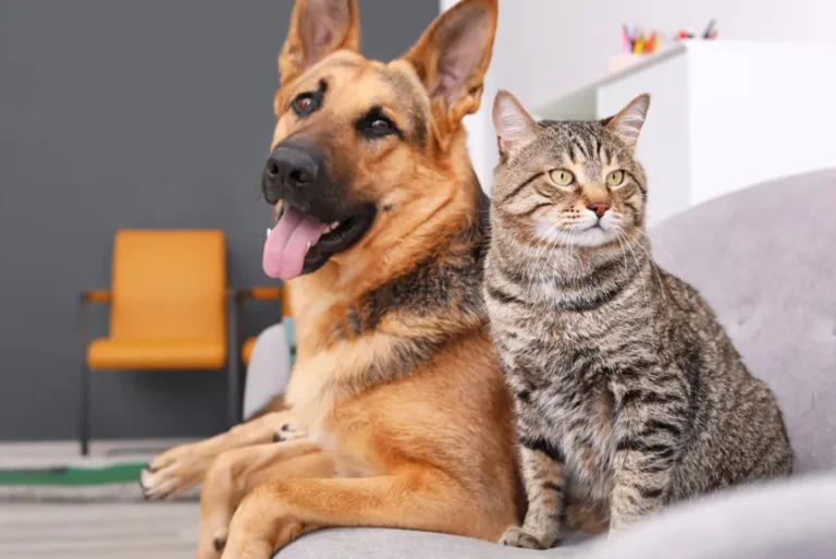 Cacho-e-gato-juntos-no-chao-posando-pra-foto